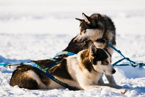 Sled dog Stock Photos
