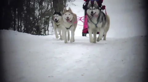 Sled Dog Race Stock Footage 48036115
