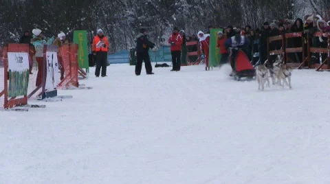 Sled dog races Stock Footage 631152