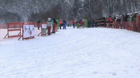 Sled dog races Stock Footage 631159