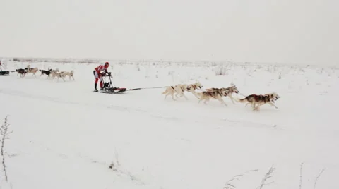 Sled dog racing Stock Footage 48581344