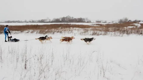 Sled dog racing Stock Footage 48581411
