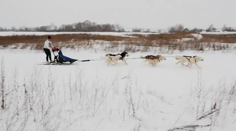 Sled dog racing Stock Footage 48581447