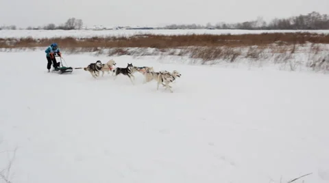 Sled dog racing 스톡 동영상 48581467