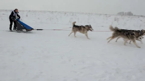 Sled dog racing Stock Footage 48581487