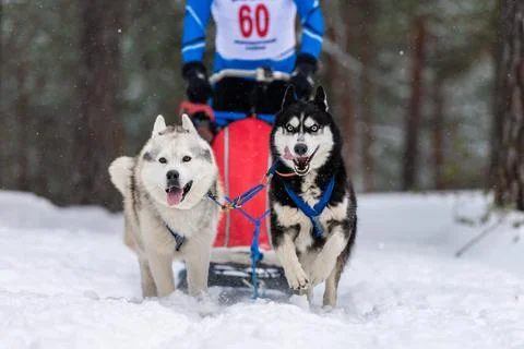 Sled dog racing. Husky sled dogs team in harness run and pull dog driver. Win Stock Photos