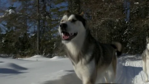 Sled dog running Stock Footage 73897250