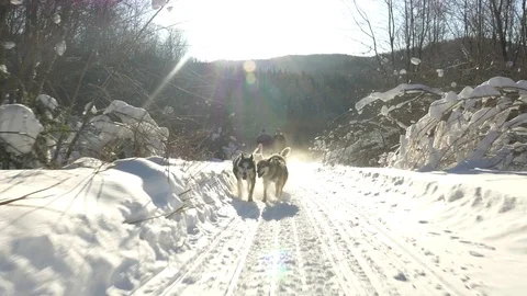Sled dog in the snow Stock Footage 73897269