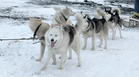 Sled dog team bark before competition Stock Footage 59533558