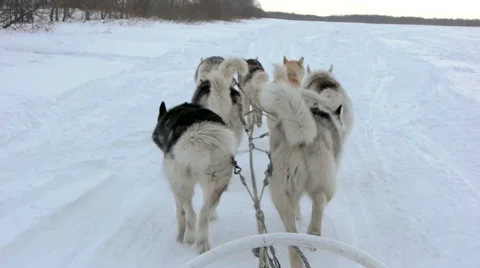 Sled dog team crap 60fps Stock-Footage 59533730