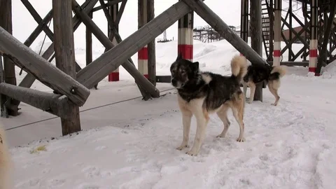 Sled dog team malamute husky Eskimo Stock Video Pond5