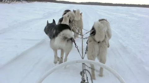 Sled dog team running through snow field 60fps Stock Footage 59533710