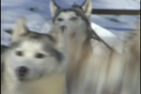 Sled Dogs Barking Stockbeeldmateriaal 298334