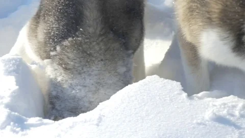 Sled dogs digging into snow Stock Footage 73892220