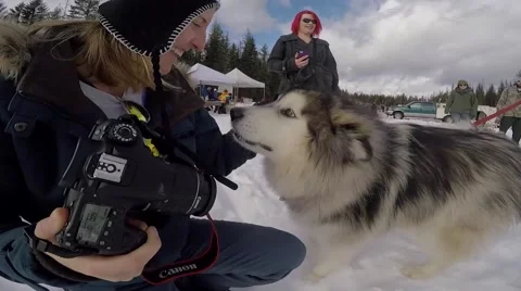 Sled Dogs Stock Footage 65053544