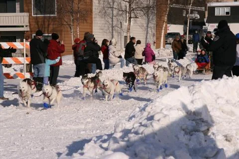 Sled Dogs Stock Photos