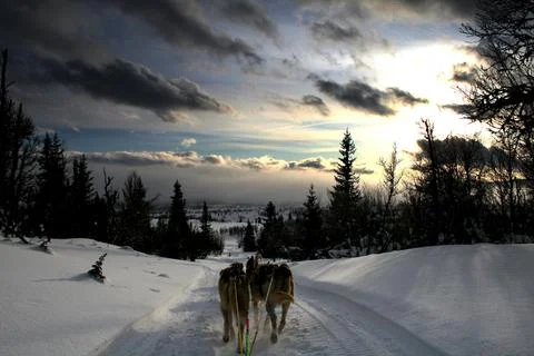 Sled Dogs Stock Photos