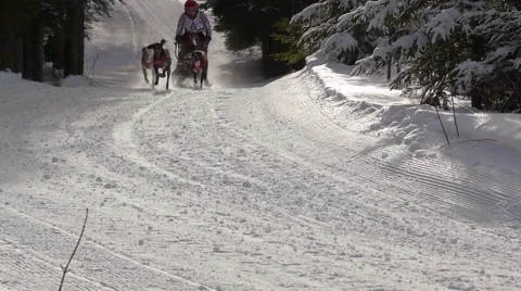 Sled dogs racing Stock Footage 43806437
