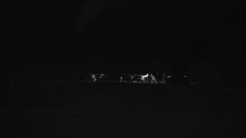 Sled Dogs Racing Through Wintry Night Stock-Footage 102133977