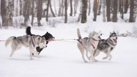 Sled dogs run 스톡 동영상 85070619