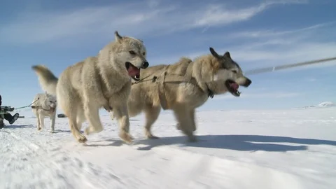 Sled dogs run in harness Stockbeeldmateriaal 118889501