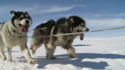 Sled dogs run in harness Video stock 118894559