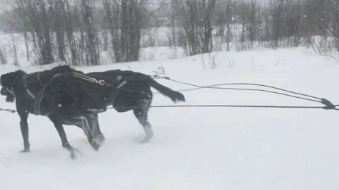 Sled dogs running in front of sledge with person Stock Footage 79821285