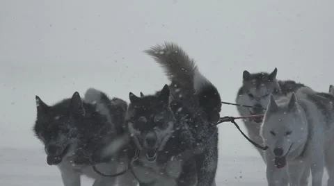 Sled dogs in snowstorm Stock Footage 68761218
