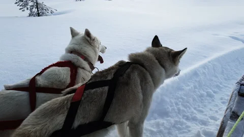 Sled dogs take a rest break during a dog sled run in Lappland Sweden, one dog Stock Footage 135761674