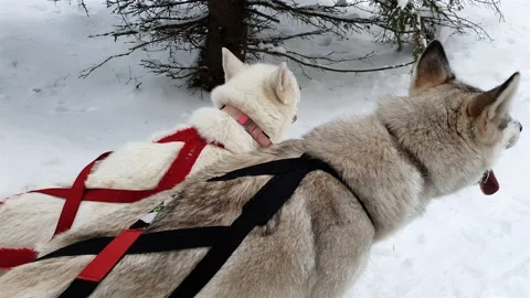 Sled dogs take a rest break during a dog sled run in Lappland Sweden Stock Footage 135761861