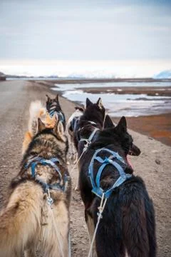 Sled dogs waiting to pull the sled Stock Photos