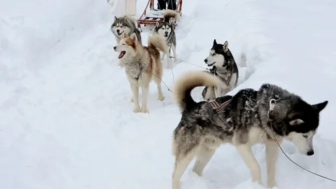 Sled dogs worry jump wait bored Vídeo Stock 73799790