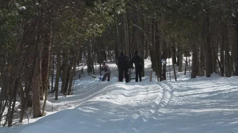 Sled forest 库存影片 230918020