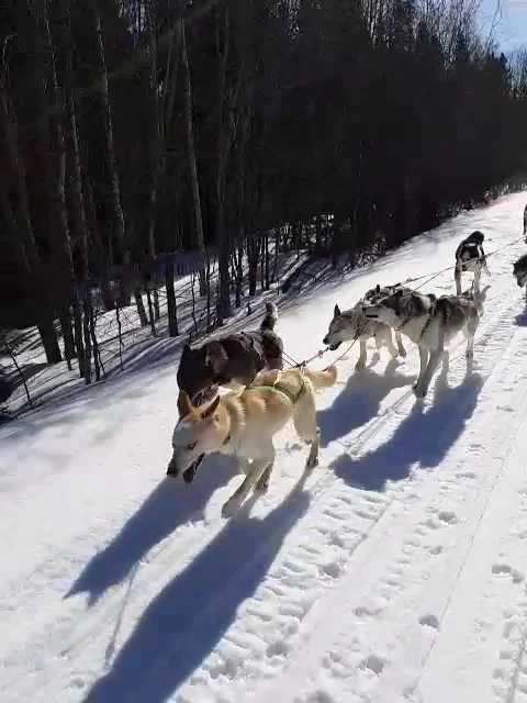 Sled huskies Dogs pulling the sled Stock Footage 237761394
