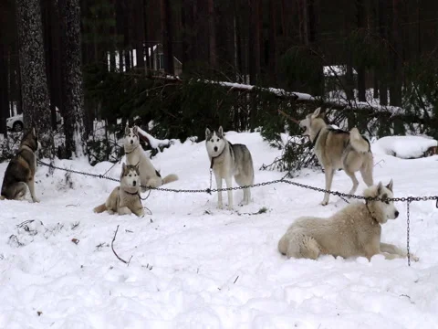 Sled Husky in the pack on leash to chain waiting for the musher. Stock Footage