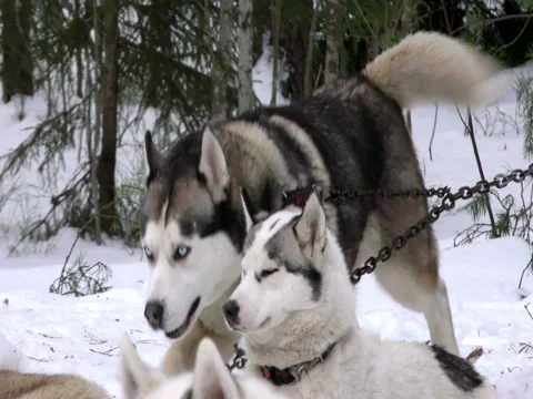 Sled Husky in the pack on leash to Stock Video Pond5