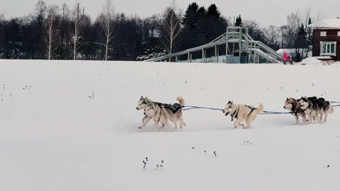 A sled team of huskies is pulling a sled in the snow Vidéo 275326275