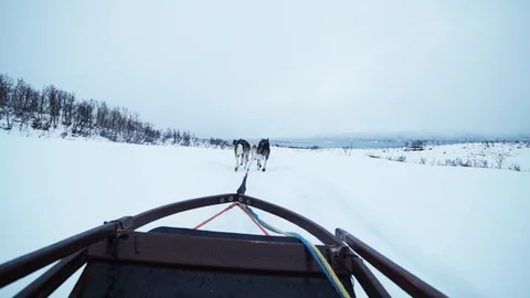 Sledding huskies Stock Footage 89505467