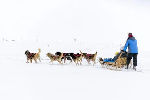 Sledge dogs Stock Photos