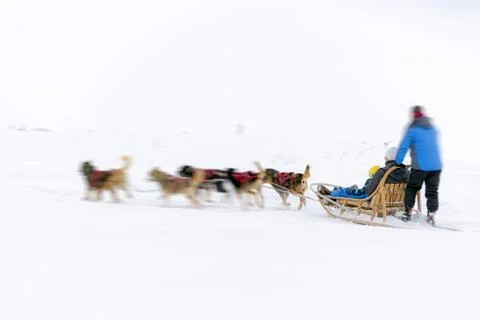 Sledge dogs Stock Photos