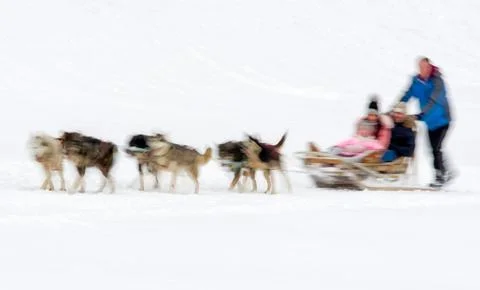 Sledge dogs Stock Photos