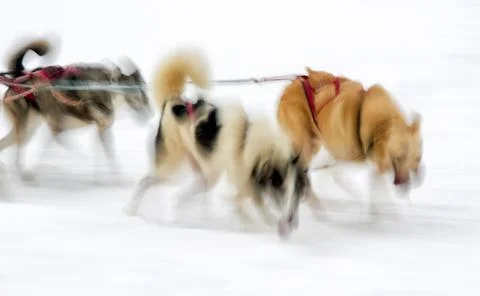 Sledge dogs Stock Photos