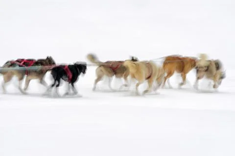 Sledge dogs Stock Photos