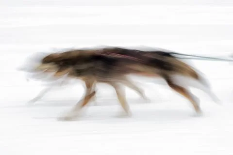 Sledge dogs Foto stock