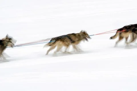 Sledge dogs Stock Photos