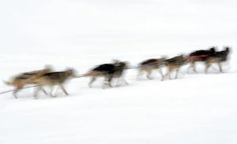 Sledge dogs Foto stock