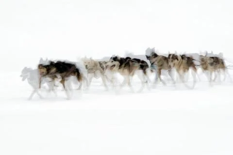 Sledge dogs Foto stock