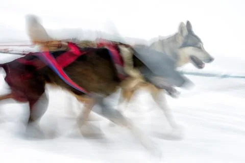 Sledge dogs Stock Photos
