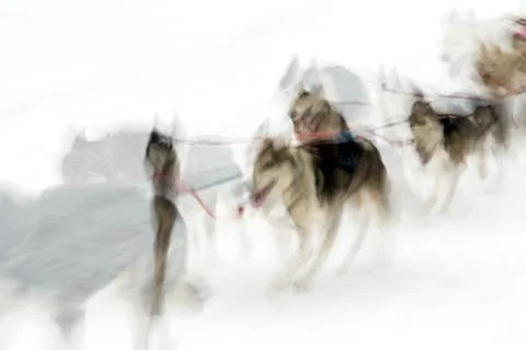 Sledge dogs Stock Photos