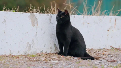 A Sleek and Elegant Black Cat Beautifully Sitting by the Roadside, Observing Its Stock Footage 284188091